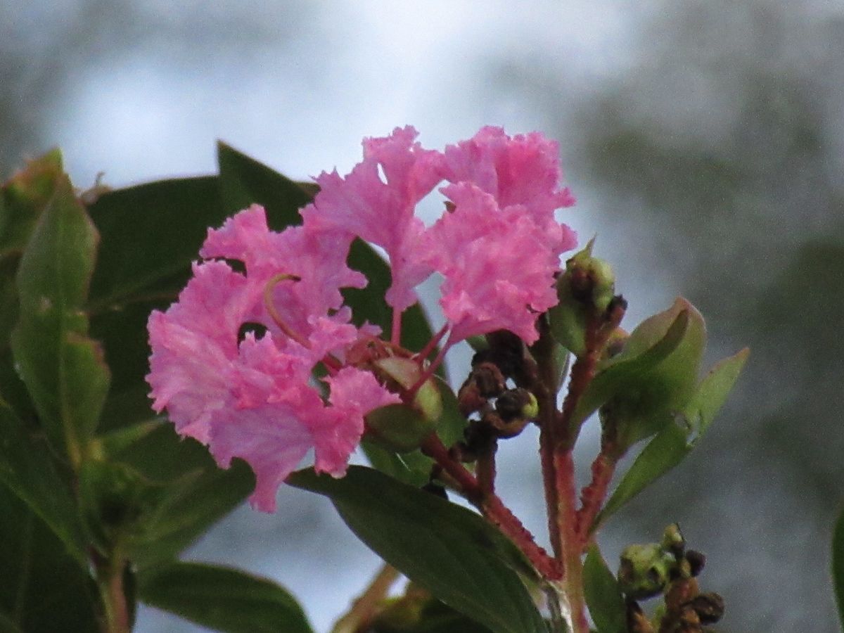 由愛(ゆめ)の花日記♪