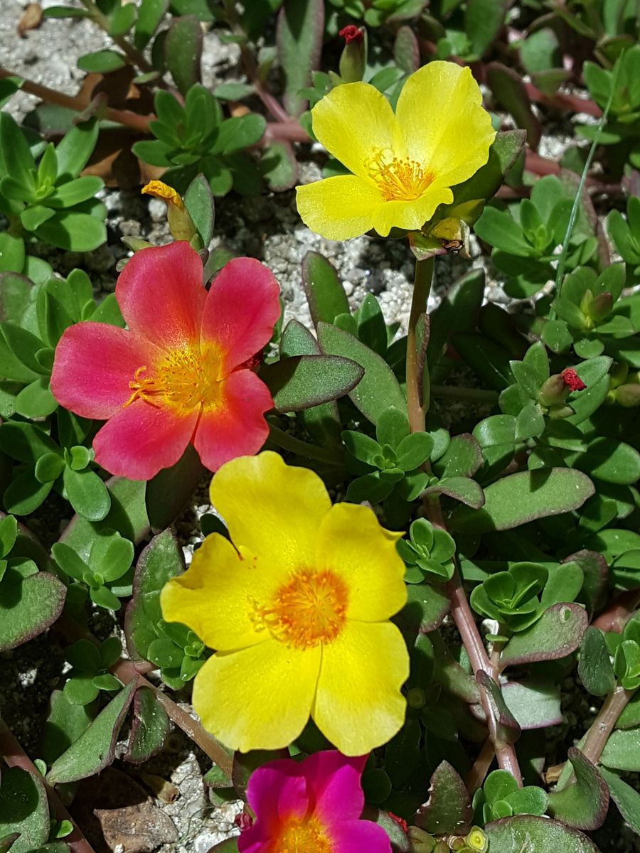 ふくおかルーバルガーデン2～夏の🌺庭便り😃とっても嬉しい日❗