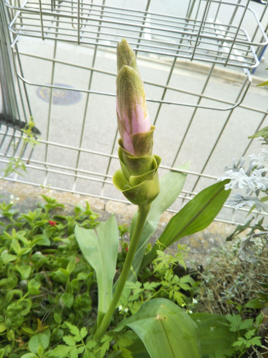 三日目の嬌蓉碗連とクルクマの蕾