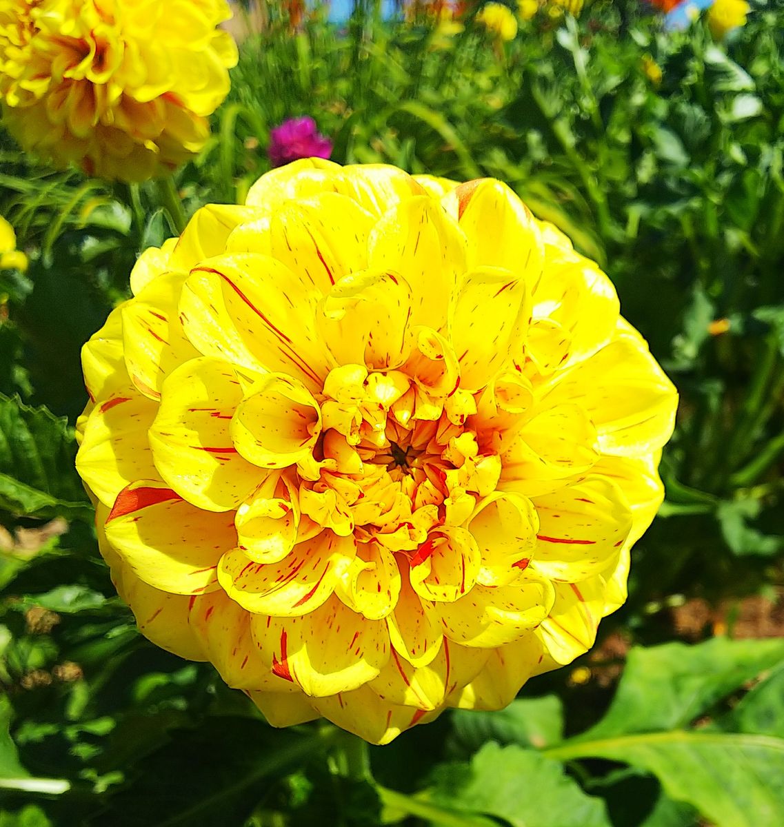 ニセコ寄り道その⑤農家の庭先の🌻花