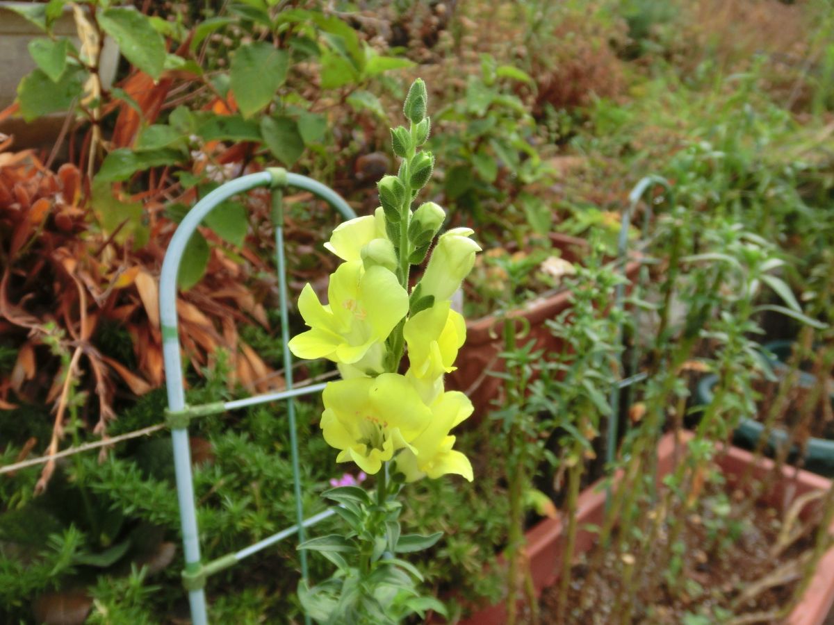 いろいろなお花たち