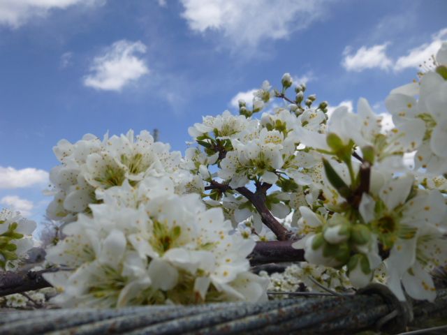 スモモのお花！