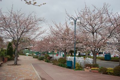 桜の開花状況　4/7現在