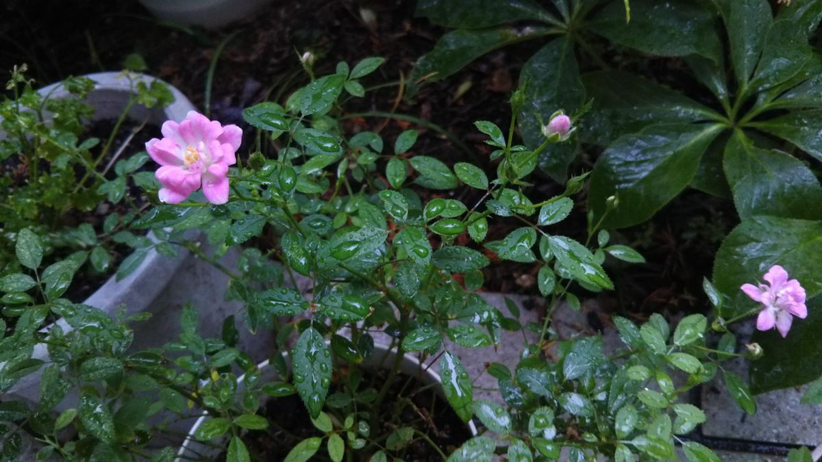 待ち望んだ雨🌧️が降りました😃