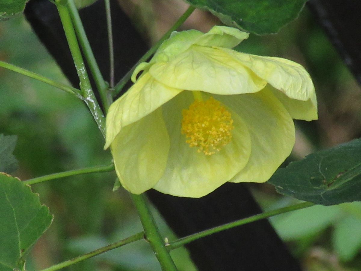 由愛(ゆめ)の花日記♪