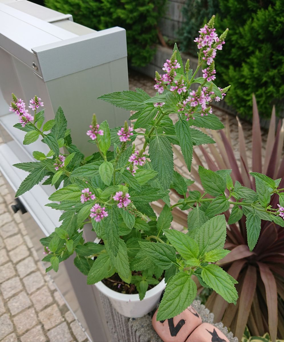   ぐりんりんの🍃お庭から