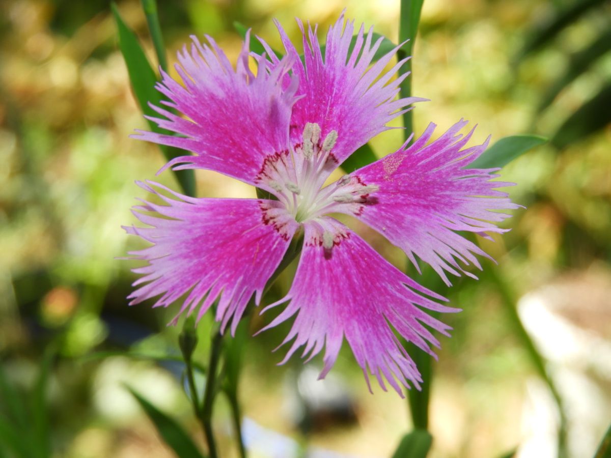 庭の草花