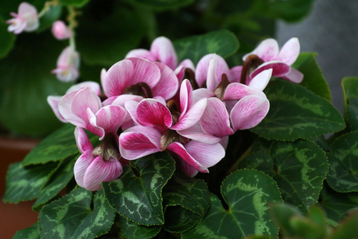 今日の花便り。(18/08/15) (^-^)