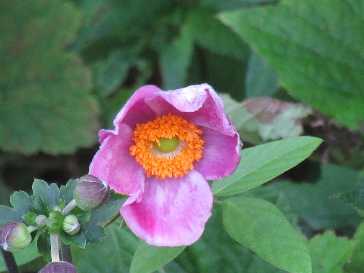 由愛(ゆめ)の花日記♪