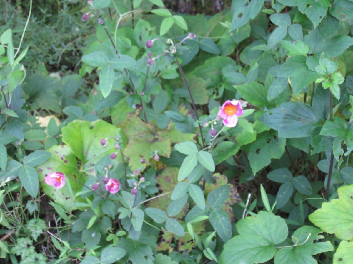 由愛(ゆめ)の花日記♪