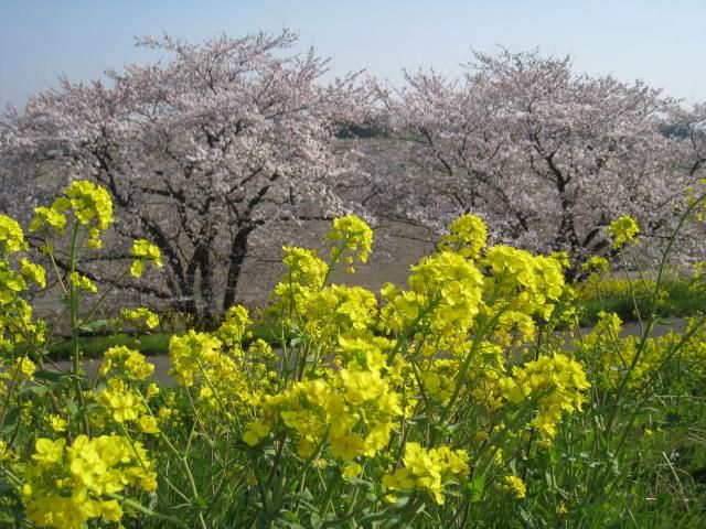 一押しの桜