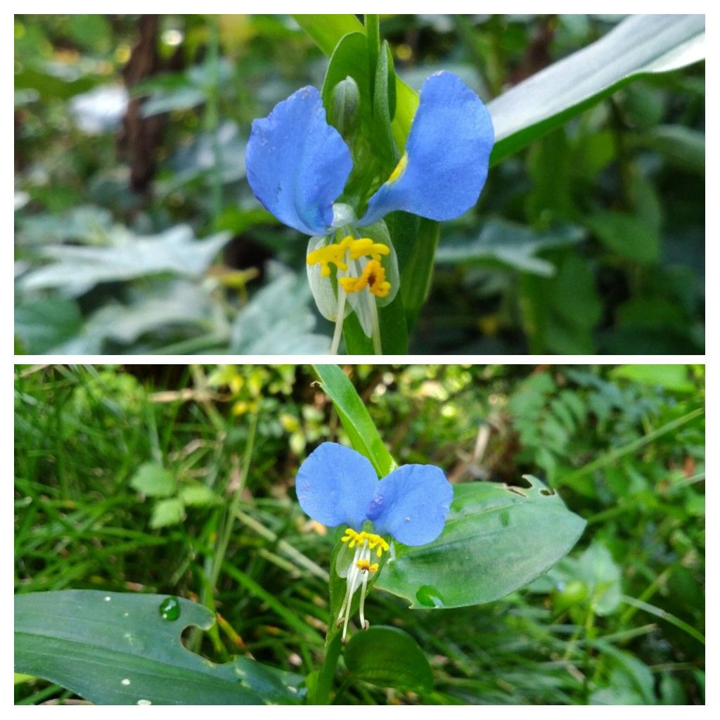 今日の花