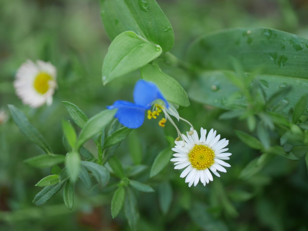 今朝の花