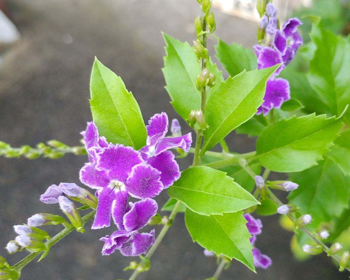 木槿のお花