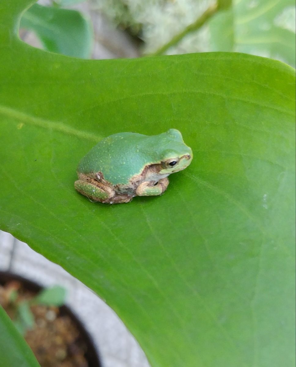 台風の掃除中です　🐸写真