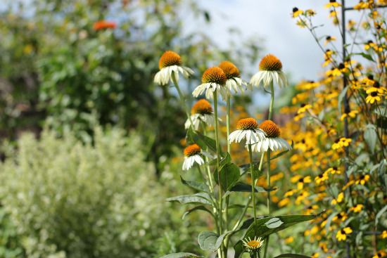 ８月の荒れ地ガーデン