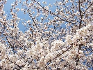 今日の桜[i:237]②～陸上競技場～