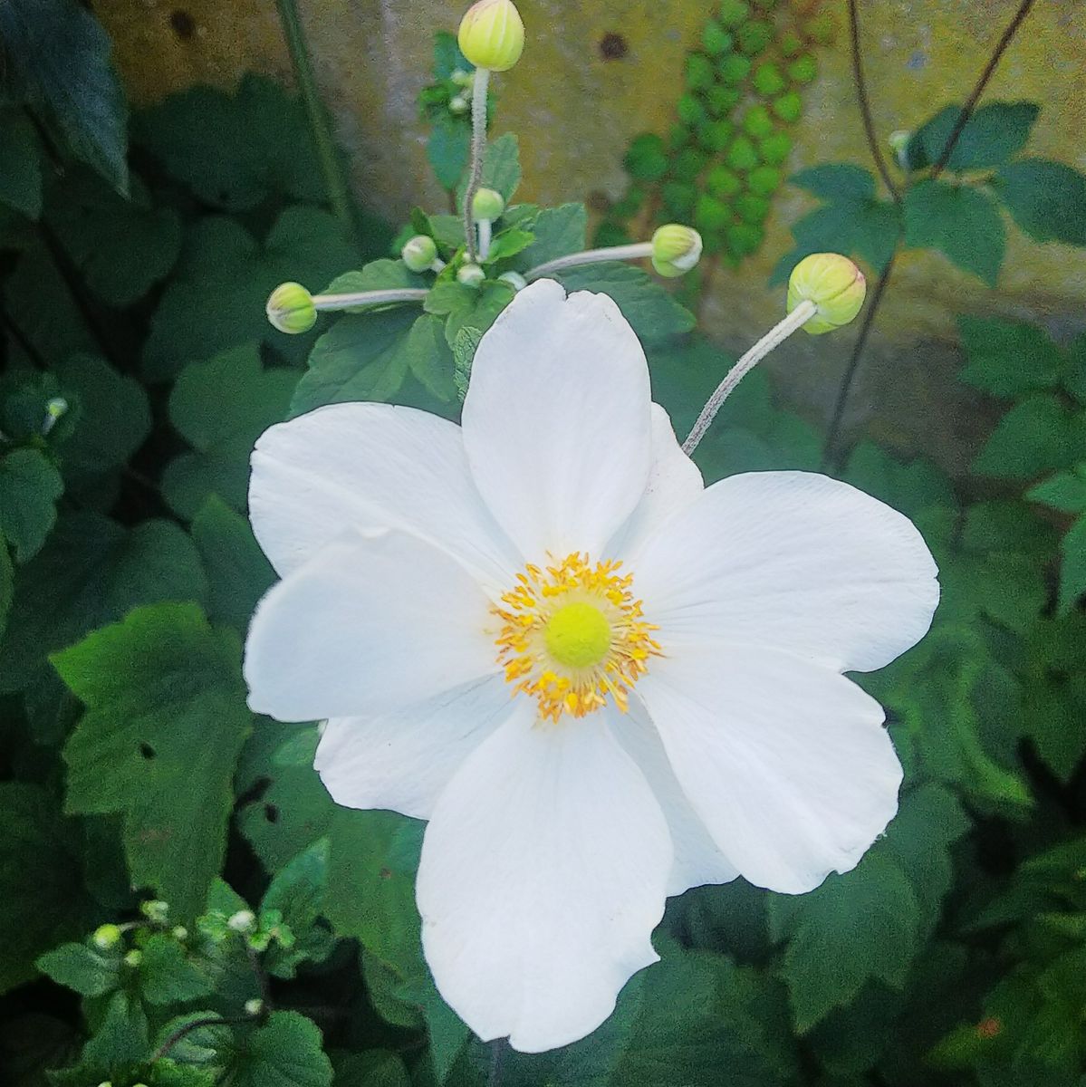 今日の白い🥀