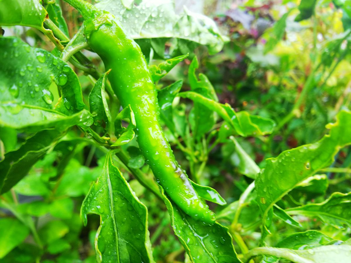 藤沢の野菜畑🥕