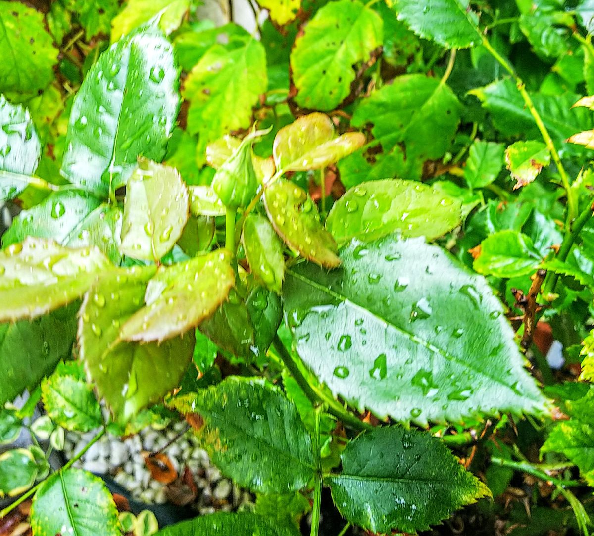 秋の気配🍁蕾準備中