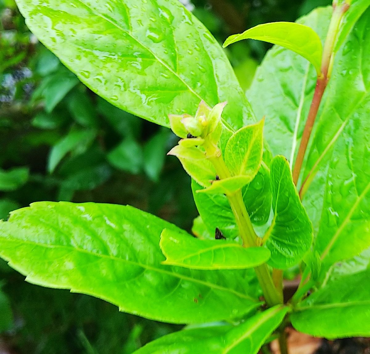 秋の気配🍁蕾準備中