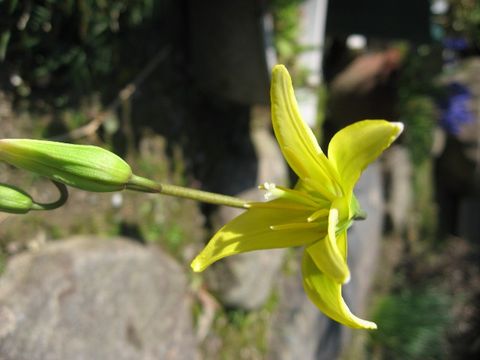 黄花かたくり　開花♪