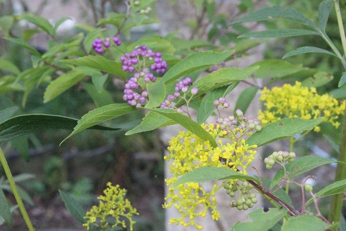 目立たないけど好きな花