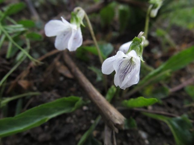 花を楽しんだのち思う