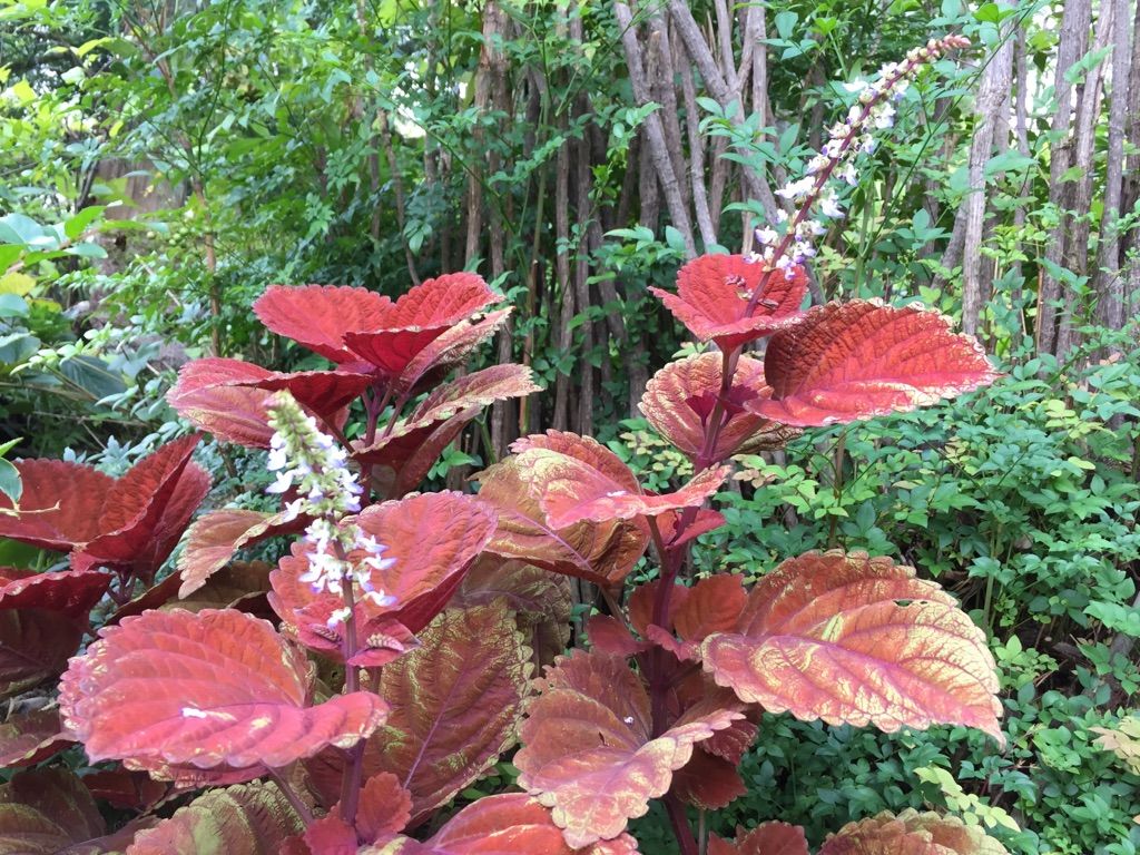 セイヨウニンジンボクの二番花✿発見(´∀｀*)