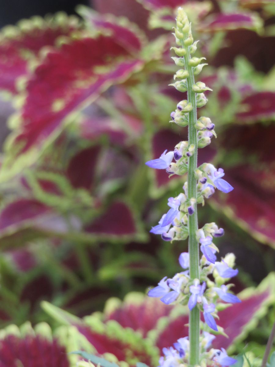 ミズヒキの花