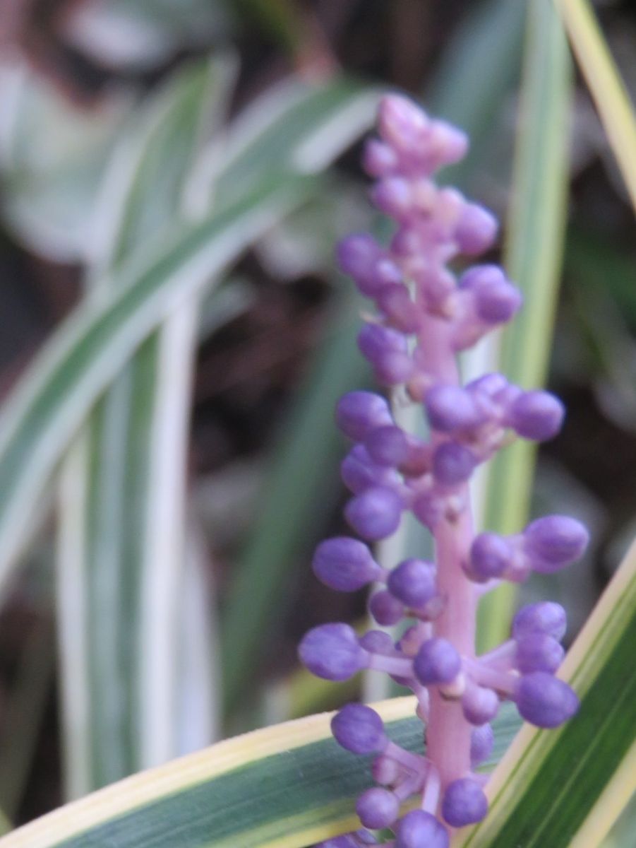 ミズヒキの花