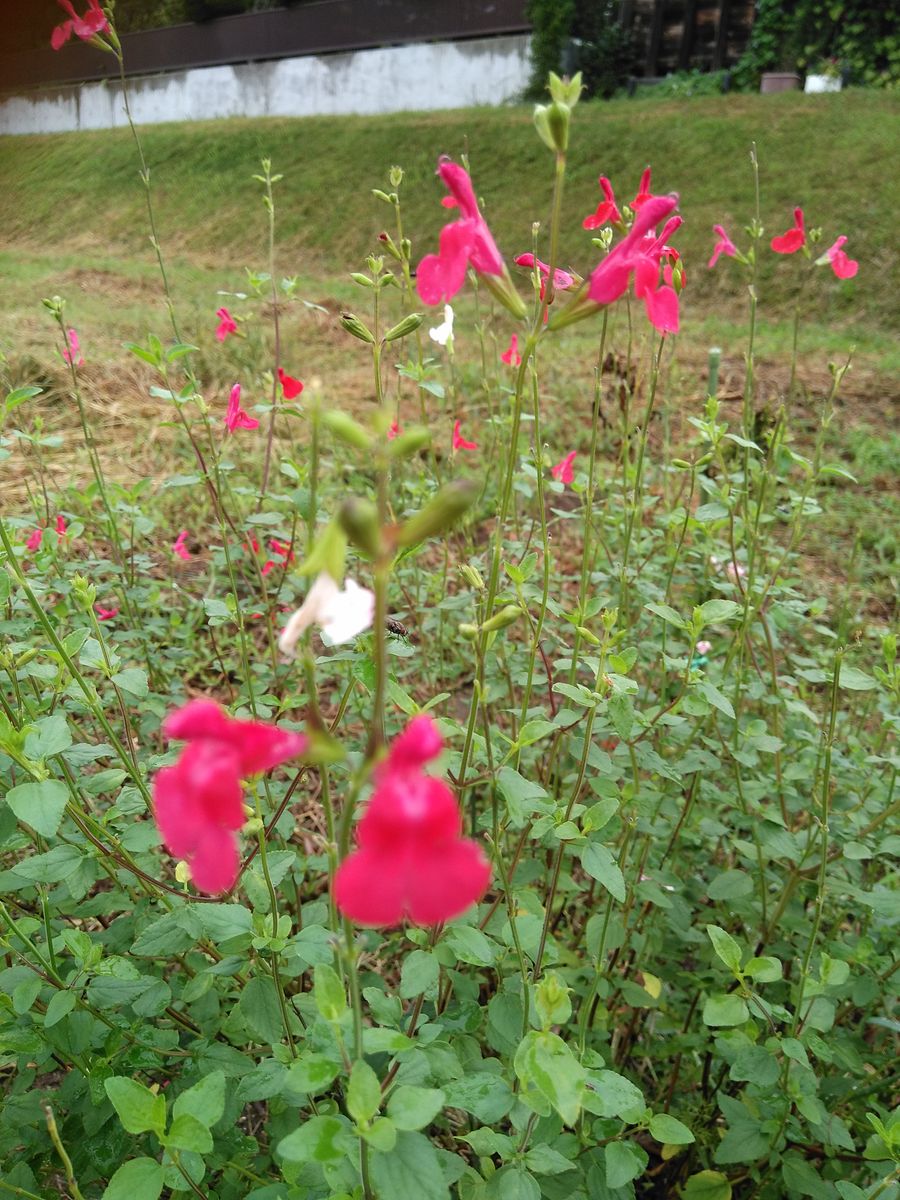 何のお花❓