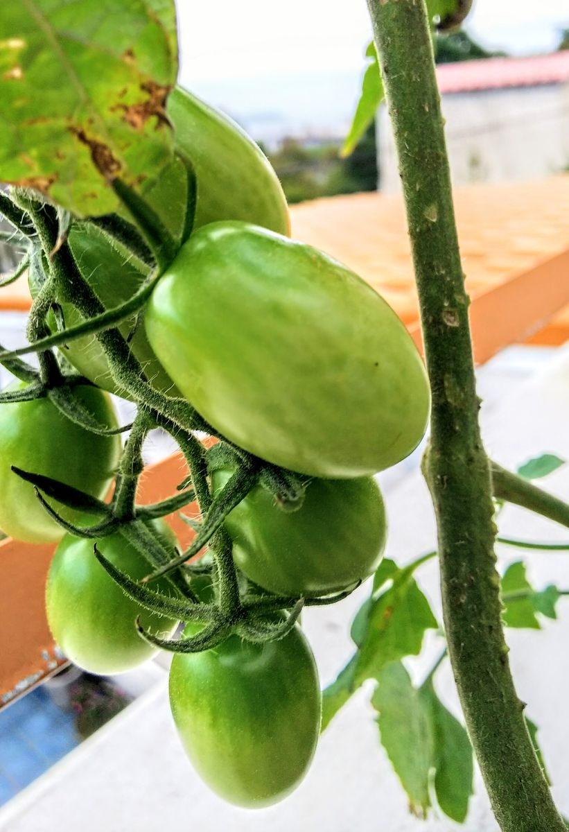 ミニトマト収穫🍅まだまだなります😏