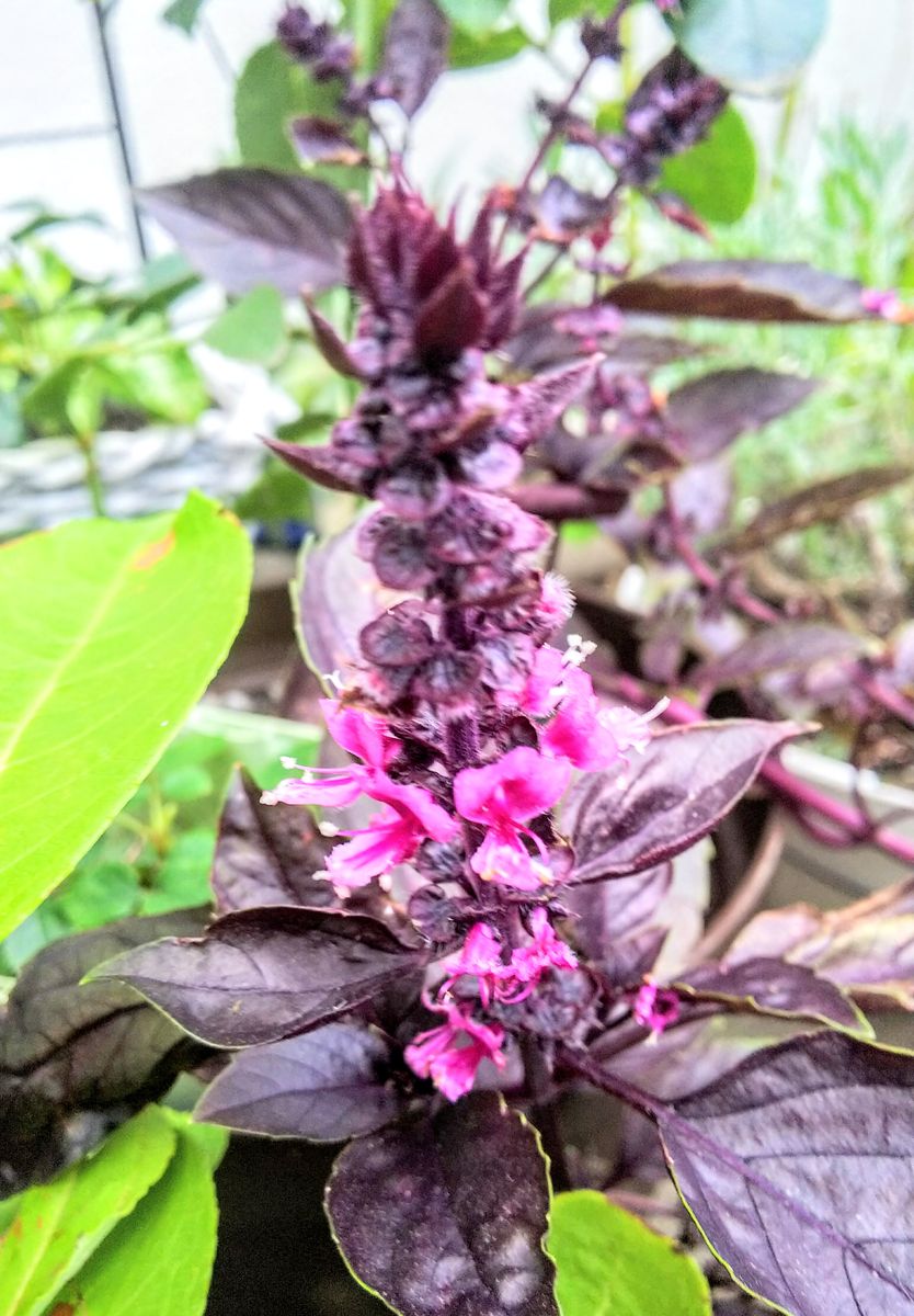 夏も秋も咲続ける花たち💐これからの子も😱