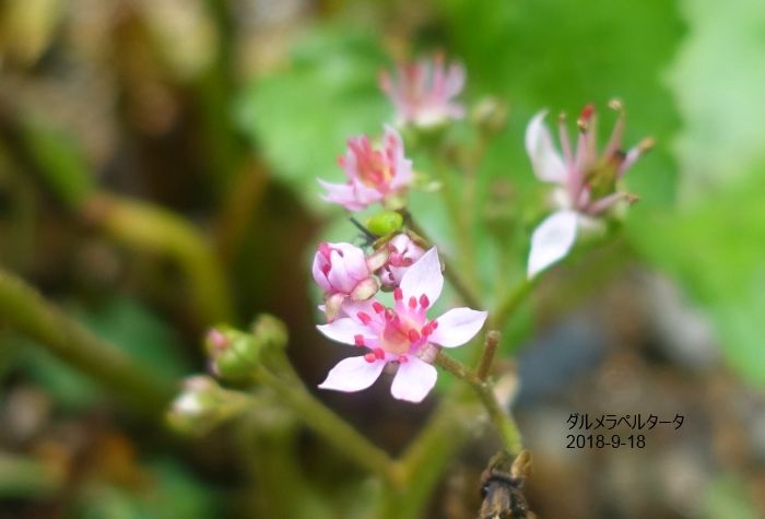 Natural Garden四季を楽しむ花壇9/17