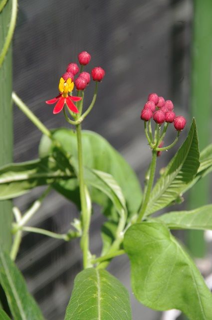 赤花ゲンノショウコ