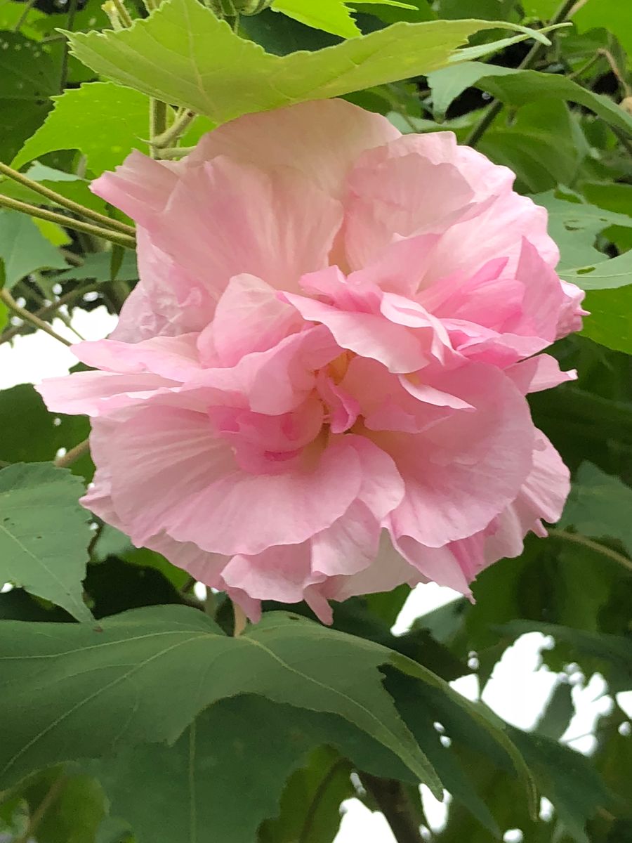 酔芙蓉のほろ酔い