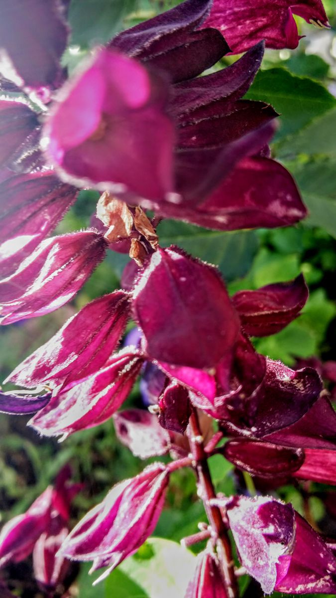 今日の💜紫の花