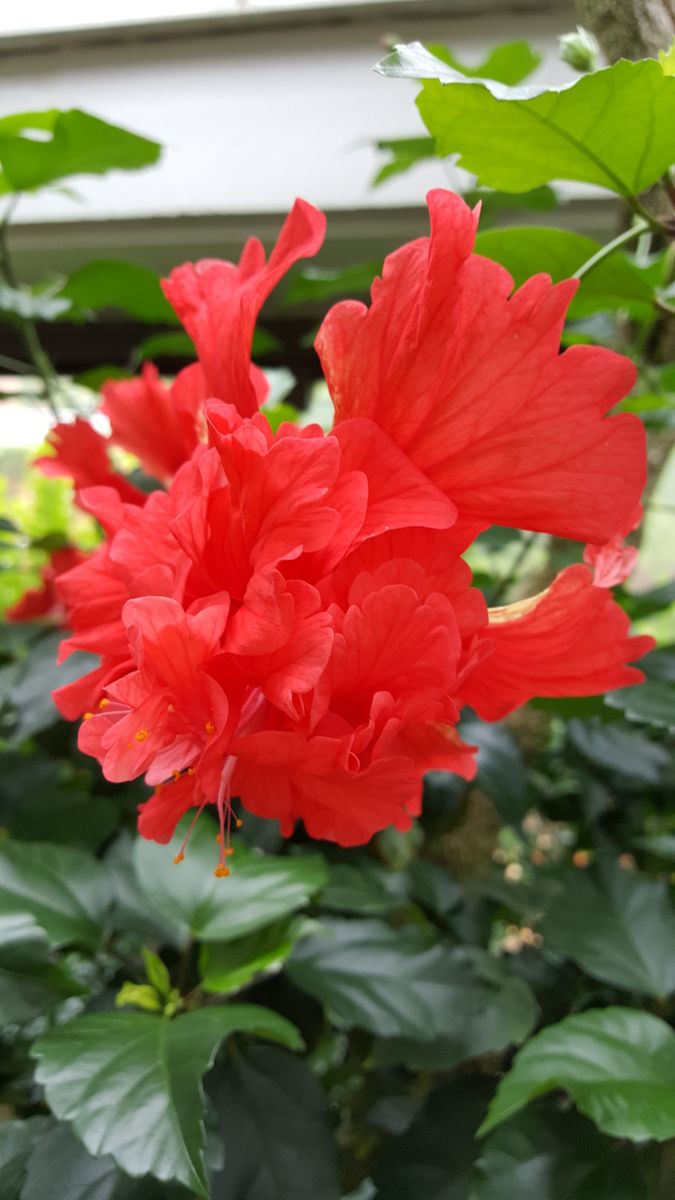 ふくおかルーバルガーデン2～秋の庭🎑へ❗植物園の花達に合えました💠