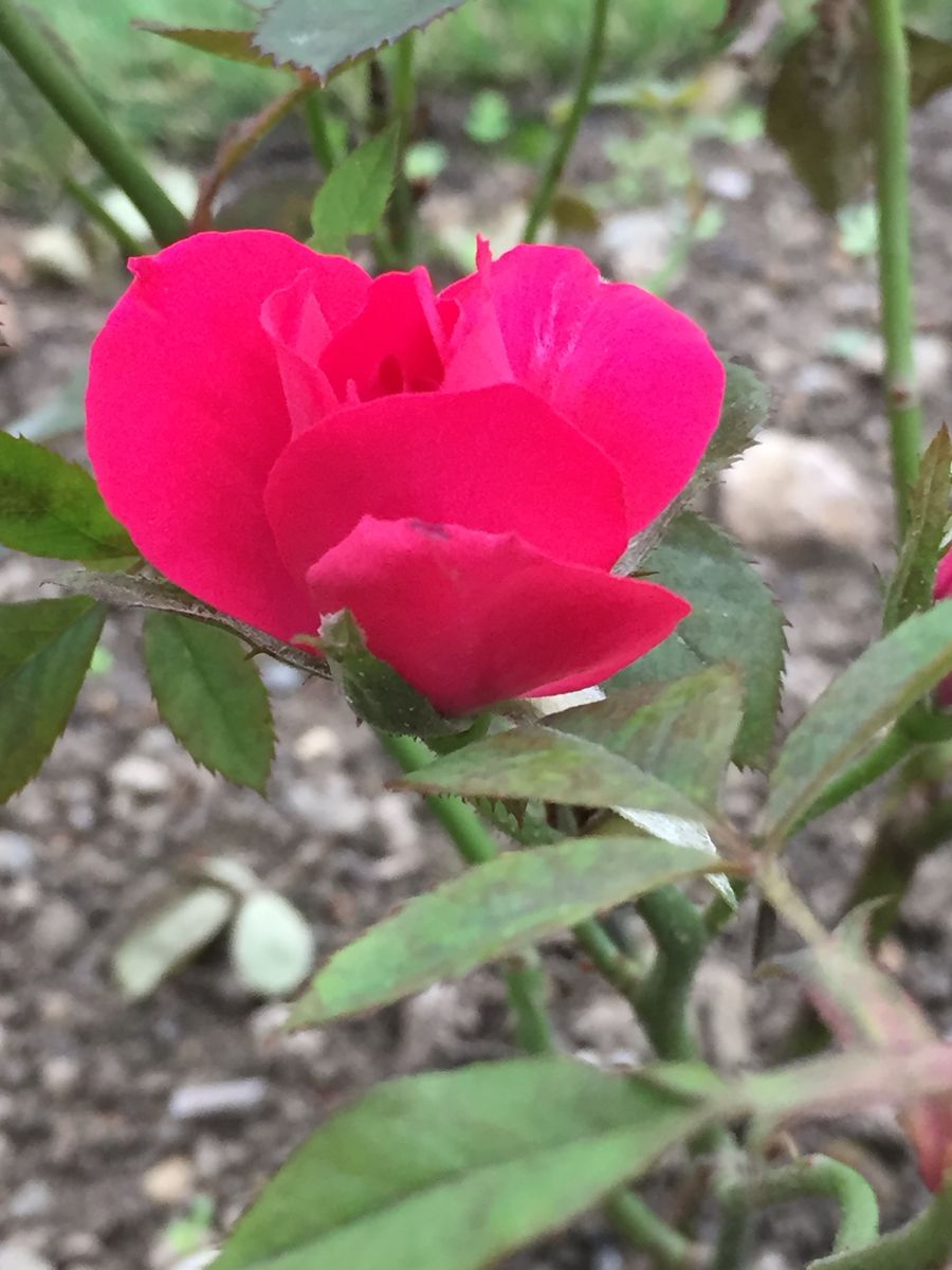 本日の蕾ちゃんたち🌹