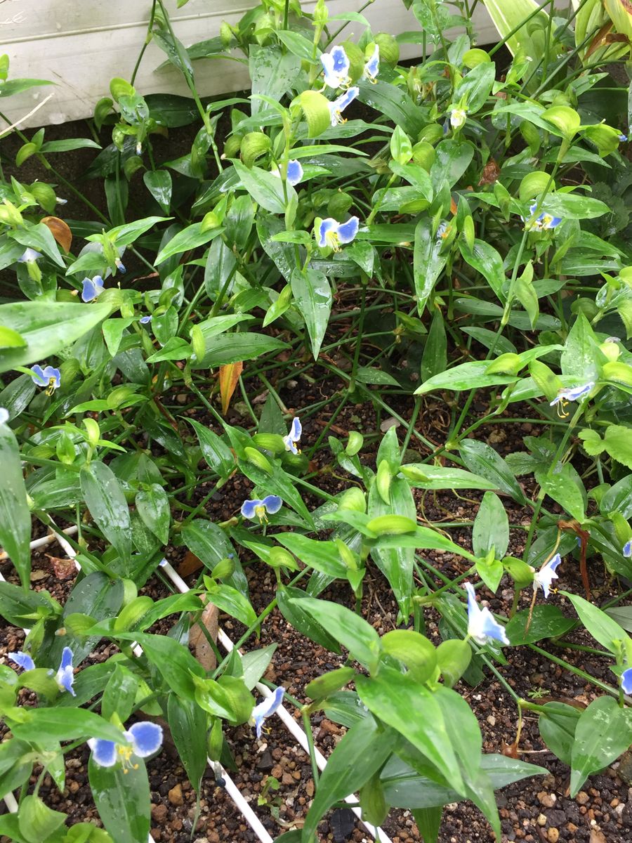 秋の長雨