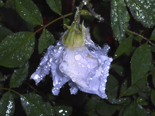 雨に濡れたバラ⑥