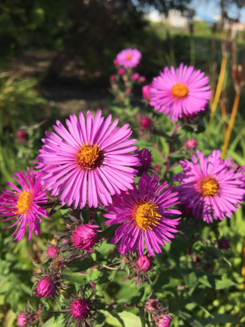 野紺菊