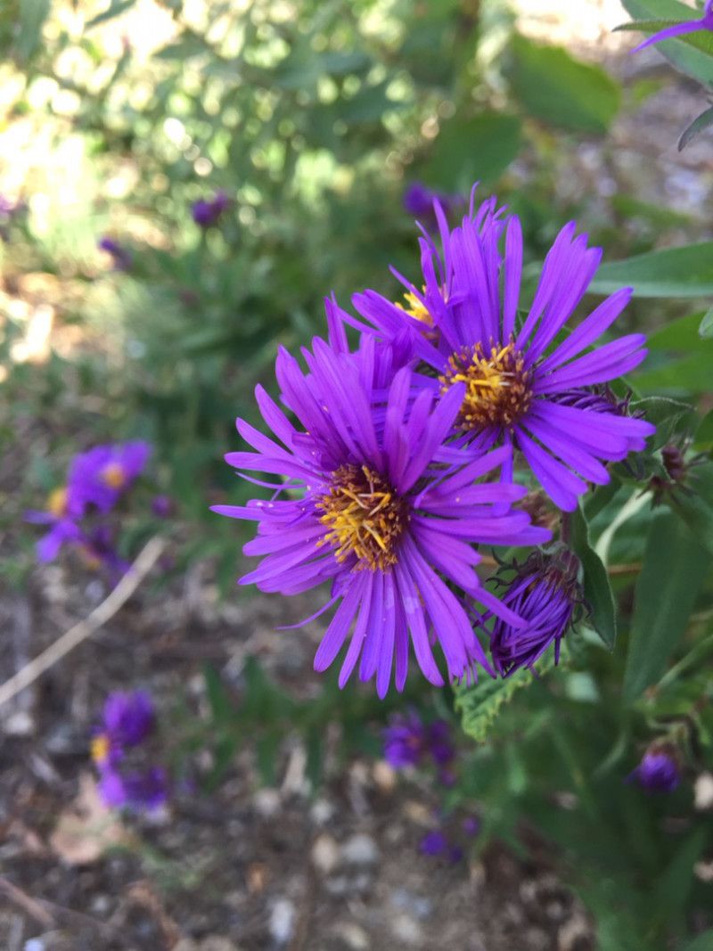 野紺菊