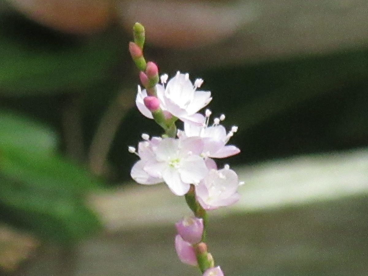 由愛(ゆめ)の花日記♪