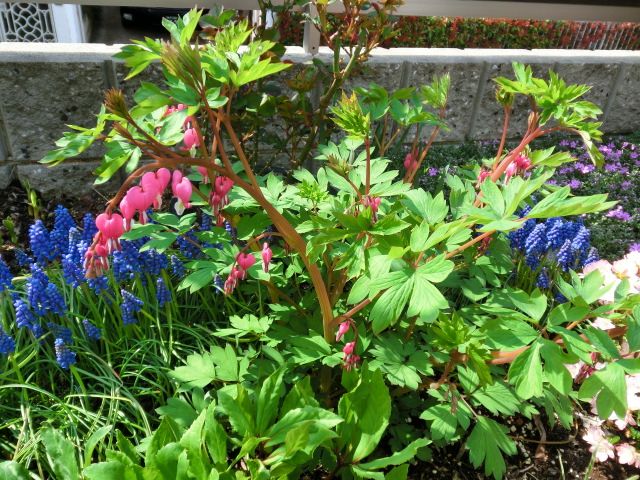 今日のお花