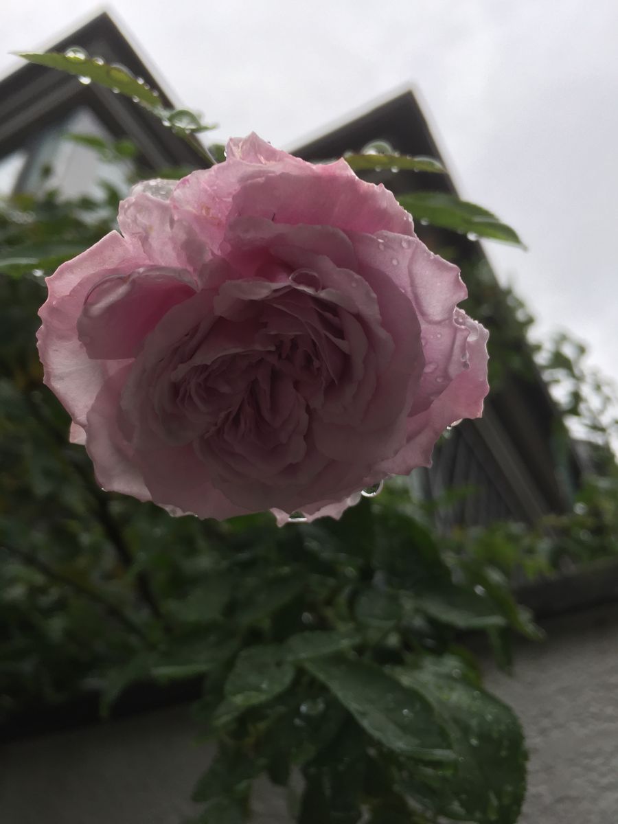 昨日の薔薇🌹