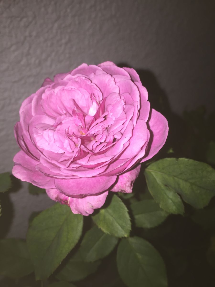 昨日の薔薇🌹