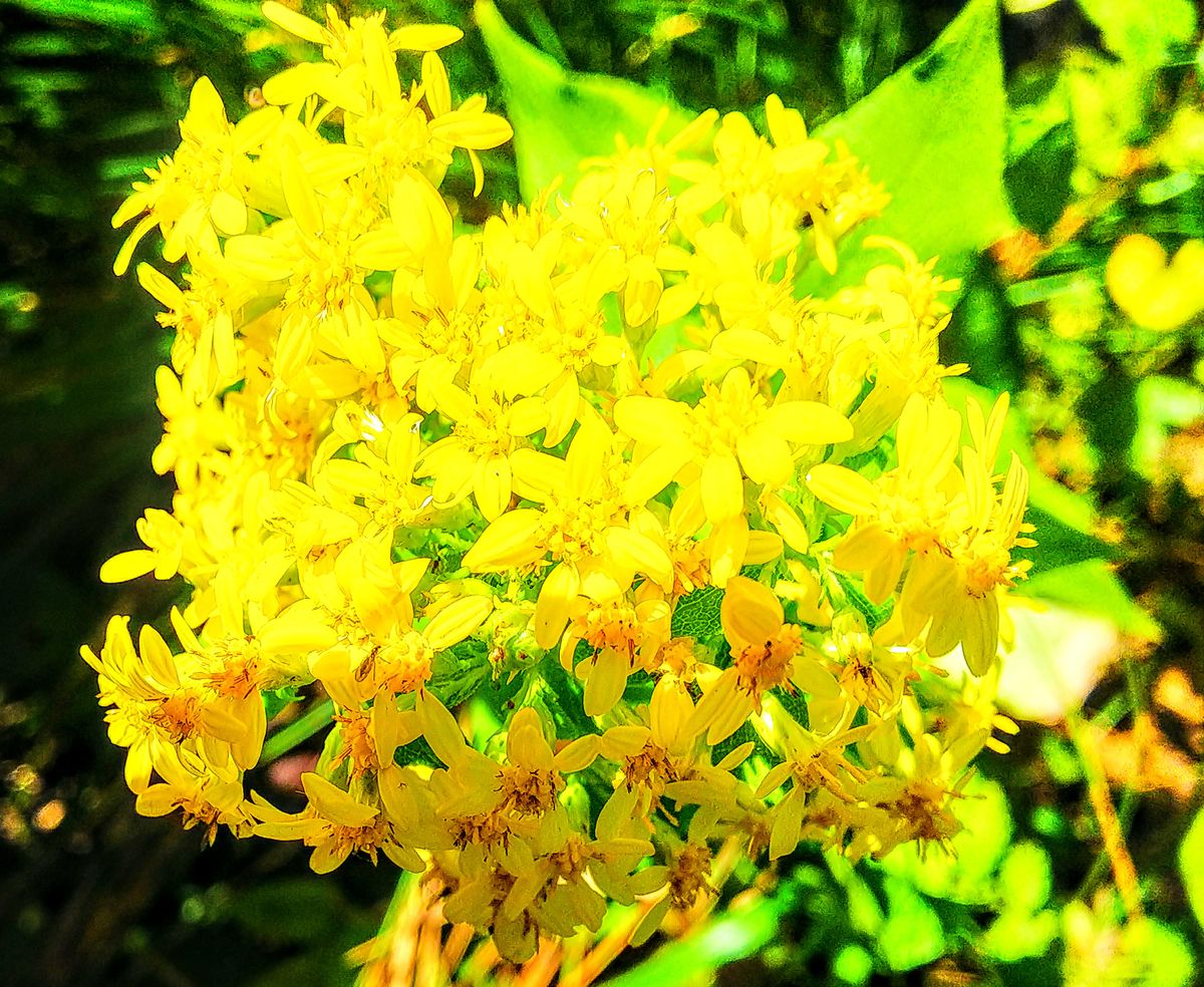 函館山の秋の花🍁