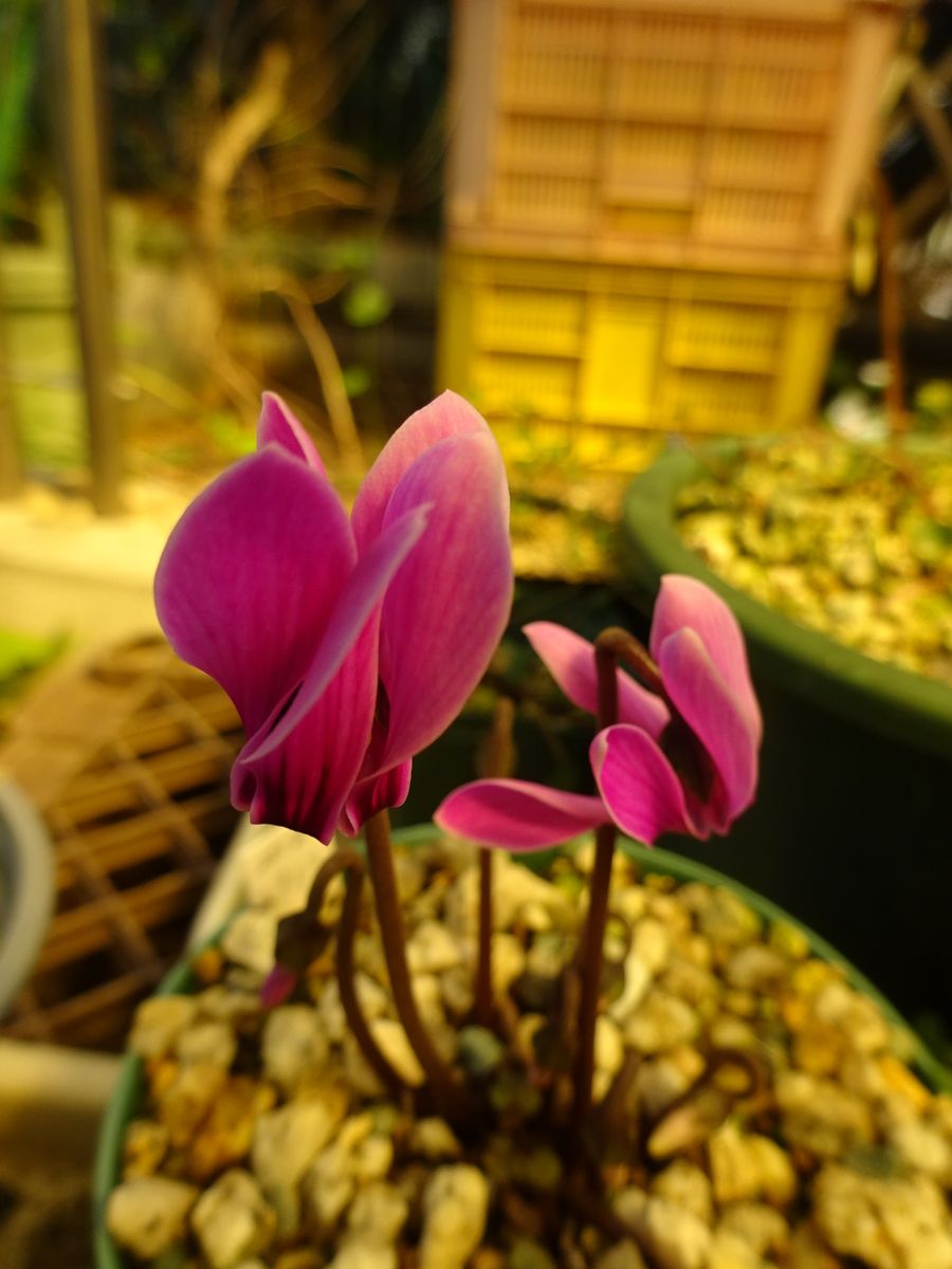 今年の初開花は・・・